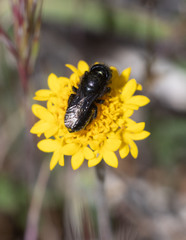 Osmia montana quadriceps