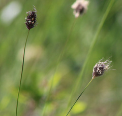 Alopecurus vaginatus