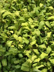 Philodendron erubescens