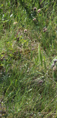 Alopecurus vaginatus