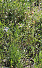 Alopecurus vaginatus