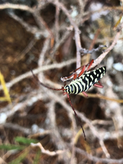Placosternus crinicornis