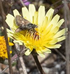 Heliolonche joaquinensis