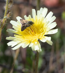 Heliolonche joaquinensis