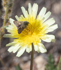 Heliolonche joaquinensis