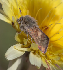 Heliolonche joaquinensis