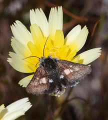 Heliolonche joaquinensis