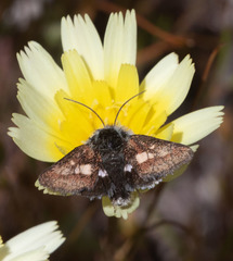 Heliolonche joaquinensis