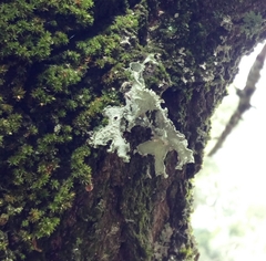 Ramalina canariensis