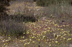 Malacothrix californica