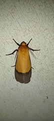 Ponometia semiflava