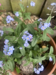 Myosotis
