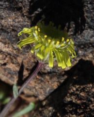 Crassothonna protecta