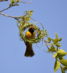 Ploceus velatus