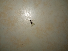 Solenopsis xyloni