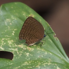 Arhopala moolaiana