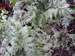 Hymenophyllum plicatum