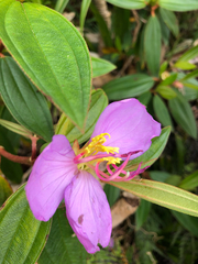 Melastoma septemnervium