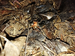 Staphylinus dimidiaticornis