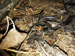 Staphylinus dimidiaticornis