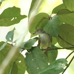 Rubigula erythropthalmos