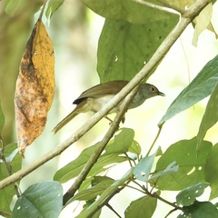 Rubigula erythropthalmos