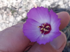 Clarkia gracilis tracyi