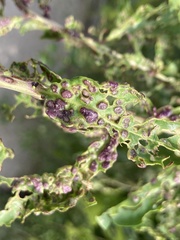 Aceria pallida
