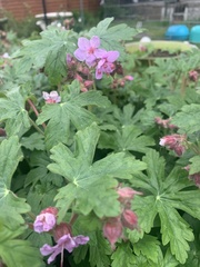 Geranium