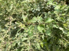 Aceria pallida