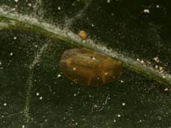Lichtensia viburni