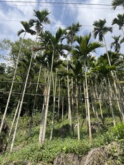 Areca