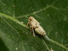 Issus coleoptratus