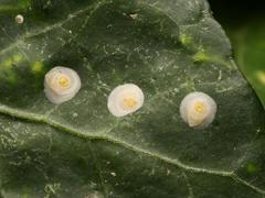 Aspidiotus hedericola