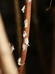 Pulvinaria hydrangeae