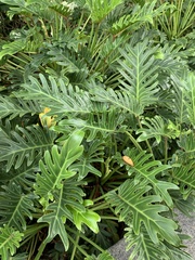 Thaumatophyllum xanadu