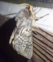 Oxycanus antipoda