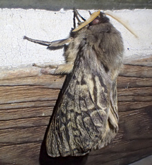 Oxycanus antipoda