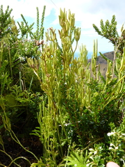 Austrolycopodium magellanicum