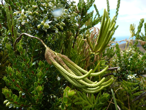 Image of Austrolycopodium magellanicum by (c) Patricio Novoa, some rights reserved (CC BY)