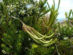 Austrolycopodium magellanicum
