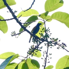 Rubigula cyaniventris