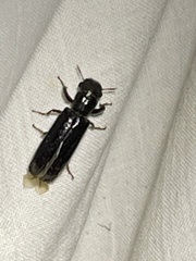 Melalgus plicatus
