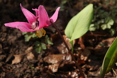Erythronium sajanense