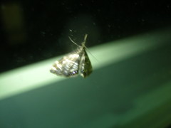 Petrophila canadensis