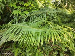 Blechnum orientale