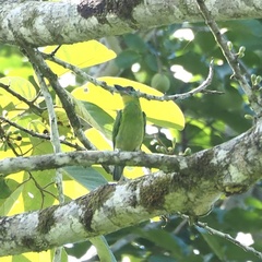 Psilopogon mystacophanos