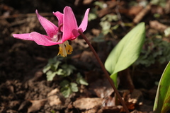 Erythronium sajanense