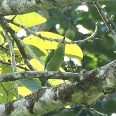 Psilopogon mystacophanos