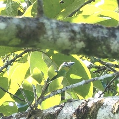 Psilopogon mystacophanos